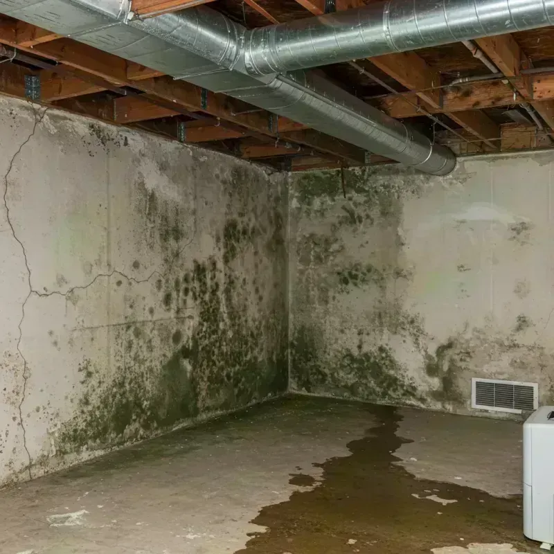 Professional Mold Removal in Bennett, CO